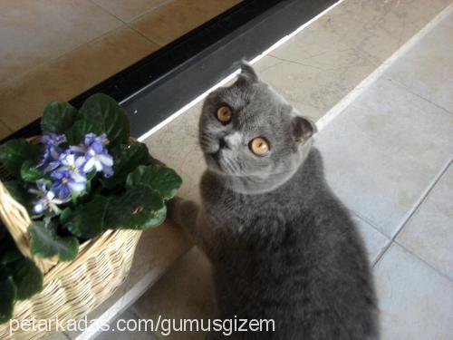 gümüş Dişi Scottish Fold