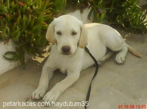 haydut Erkek Labrador Retriever