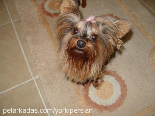 şeker Dişi Yorkshire Terrier