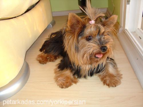 şeker Dişi Yorkshire Terrier