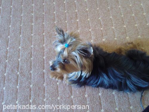 şeker Dişi Yorkshire Terrier