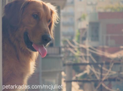 paŞa Erkek Golden Retriever