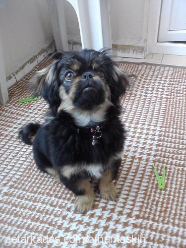 papi Erkek Tibetli Spaniel