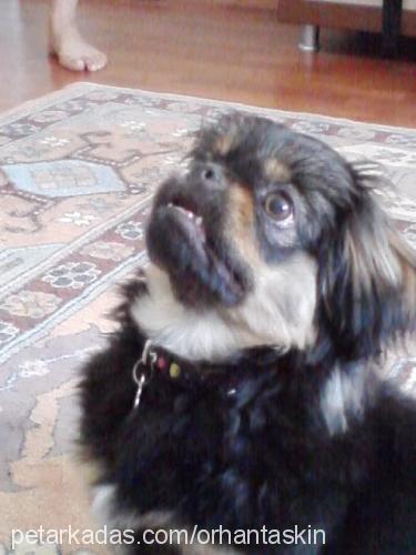 papi Erkek Tibetli Spaniel