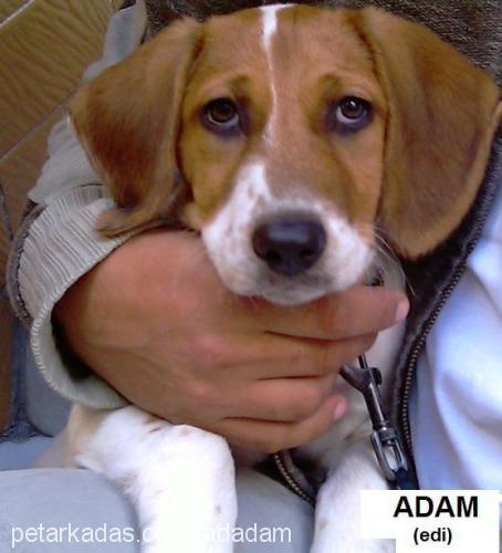 adam Erkek Beagle