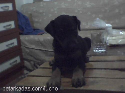 zeytin Erkek Labrador Retriever