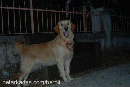 barbi Dişi Golden Retriever