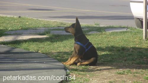 rüya Dişi Alman Çoban Köpeği