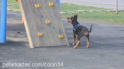 rüya Dişi Alman Çoban Köpeği