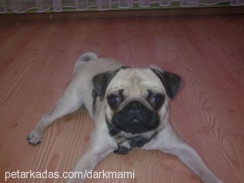 puky Dişi Pug