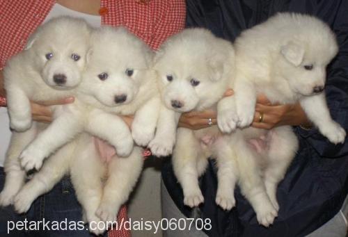 daisyparsbebişl Dişi Samoyed