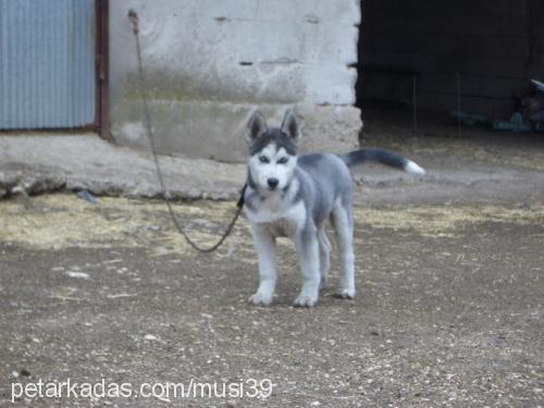 alex Erkek Sibirya Kurdu (Husky)