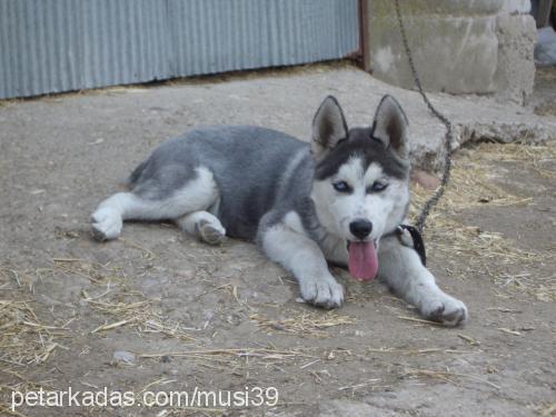 alex Erkek Sibirya Kurdu (Husky)