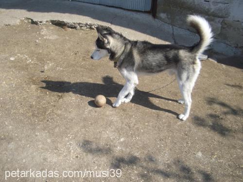 alex Erkek Sibirya Kurdu (Husky)