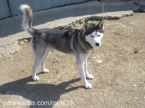 alex Erkek Sibirya Kurdu (Husky)