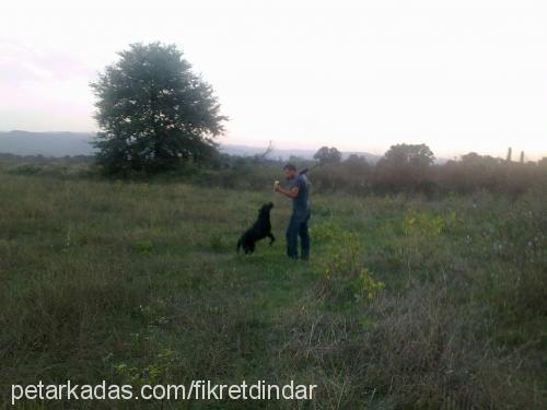 paşa Erkek Labrador Retriever