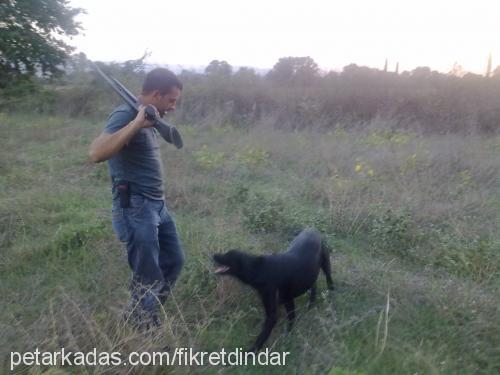 paşa Erkek Labrador Retriever