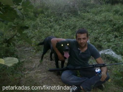 paşa Erkek Labrador Retriever