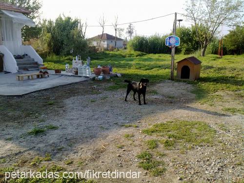 paşa Erkek Labrador Retriever