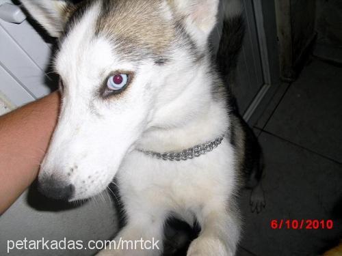 İvan Erkek Sibirya Kurdu (Husky)