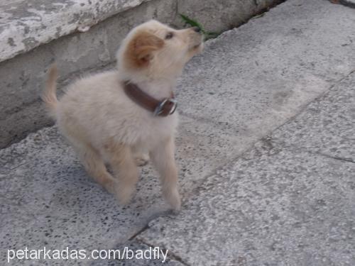 zeus Erkek Golden Retriever