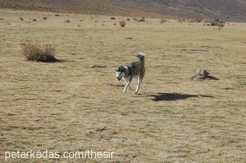 buz Dişi Alaskan Malamute