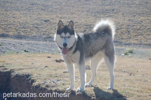 buz Dişi Alaskan Malamute