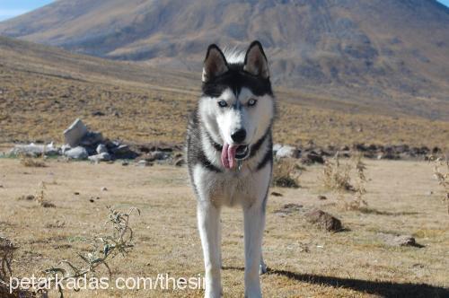 buz Dişi Alaskan Malamute