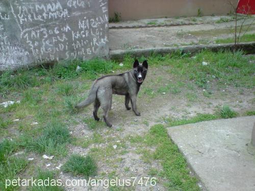 loki Dişi Sibirya Kurdu (Husky)