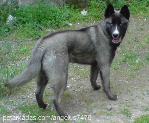 loki Dişi Sibirya Kurdu (Husky)