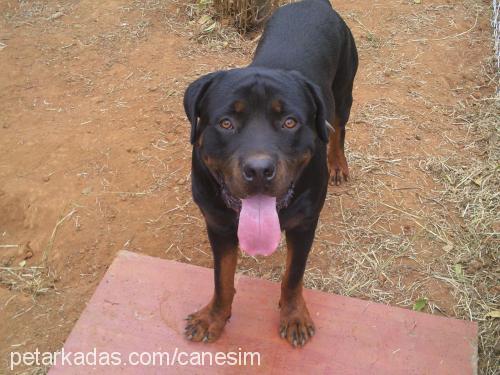 paşa Erkek Rottweiler