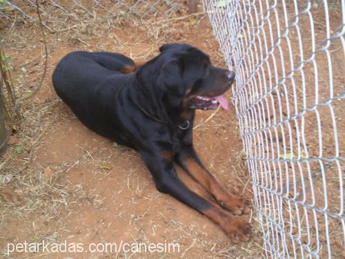 paşa Erkek Rottweiler