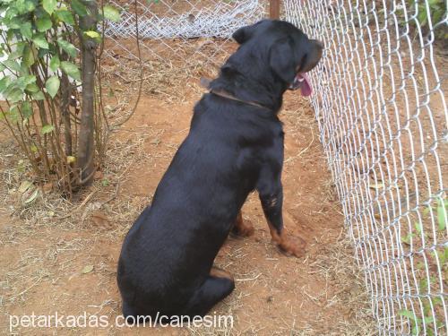 paşa Erkek Rottweiler