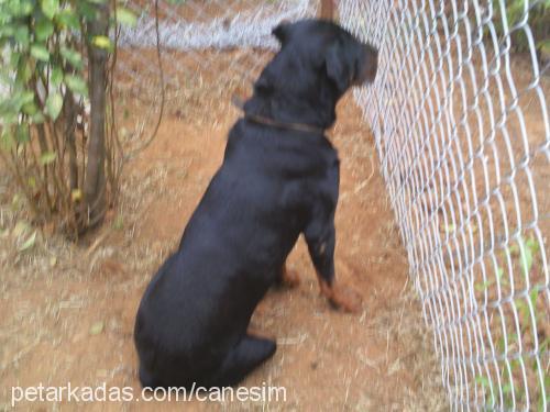 paşa Erkek Rottweiler