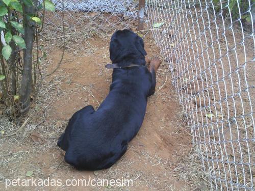 paşa Erkek Rottweiler