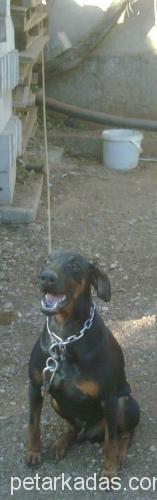 black Erkek Doberman Pinscher