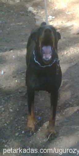 black Erkek Doberman Pinscher