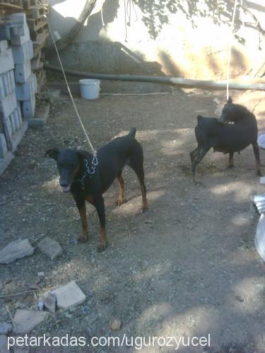 black Erkek Doberman Pinscher