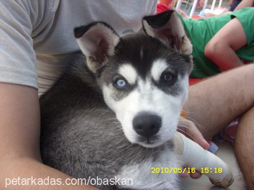 ares Erkek Sibirya Kurdu (Husky)