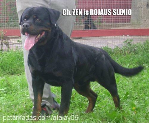 eika Dişi Rottweiler