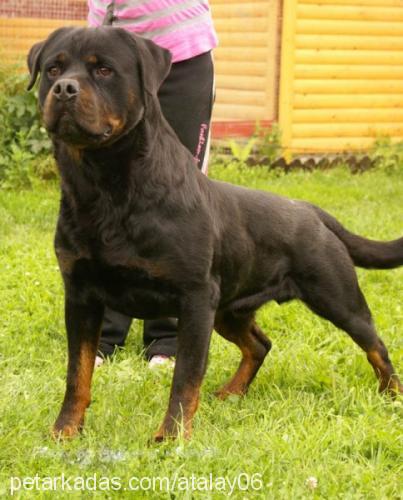 eika Dişi Rottweiler