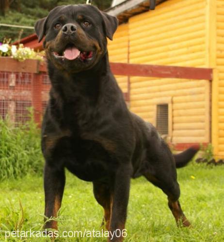 eika Dişi Rottweiler