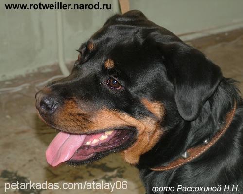 eika Dişi Rottweiler