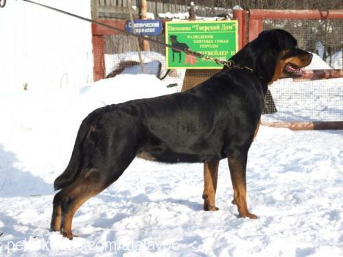 eika Dişi Rottweiler