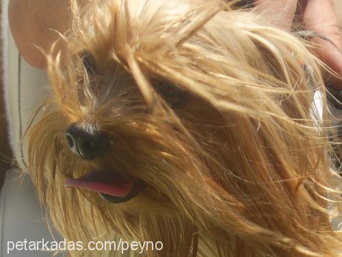 peynir Erkek Yorkshire Terrier