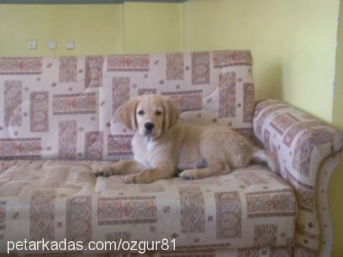 ares Erkek Golden Retriever