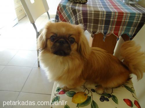 furby Erkek Pekingese