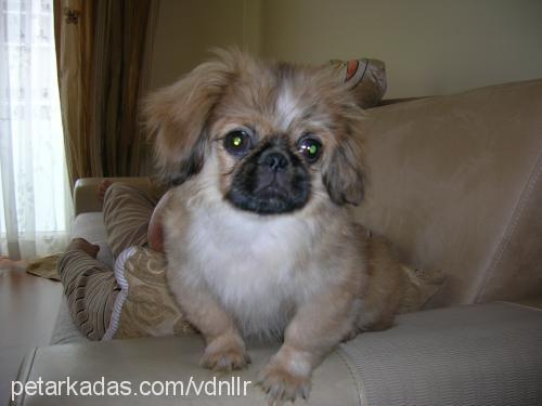 furby Erkek Pekingese