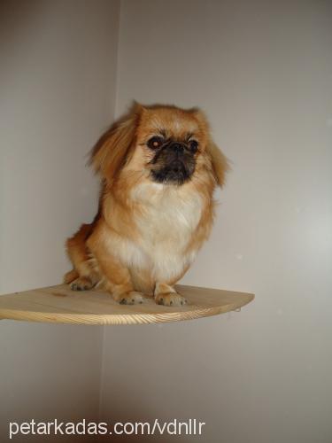 furby Erkek Pekingese