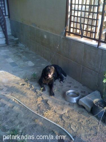 Şimşek Erkek Labrador Retriever